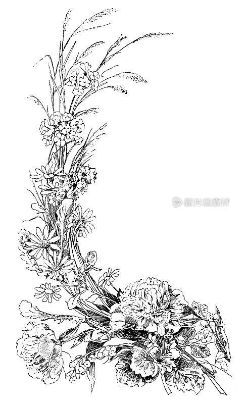 花卉装饰|古董设计插图